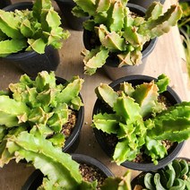 귀여운 선인장 화분 다육이 반려식물, 1개