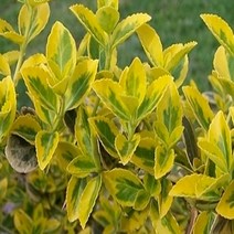 황금무늬줄사철(금테줄사철) 모종 - 포트(1판 30개)