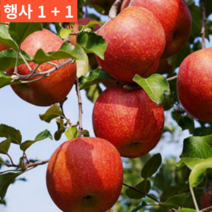 1+1(2박스) 경북 맛있는 고당도 달달한 제철 추천 사과 20 kg 키로 싸게파는곳, 2박스 정품 소 10kg(38-47과)