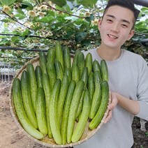 오이 오이지오이 백다다기 백오이 오이지용 소박이용 10개 25개 50개, 3.7kg(25개), 1개