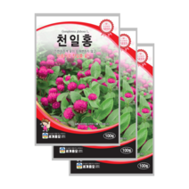 천일홍 씨앗 100립 천날살이풀 종자 globe amaranth, 5