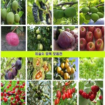 유실수 묘목 감나무 머루 구아바나무 구즈베리 사과나무 다래 대추나무 매실 멀꿀 모과 무화과 체리 밤나무 배나무 복숭아 복분자 블랙커런트 비타민 살구 자두 오디 앵두나무, 1.분꽃 1g