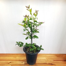 오렌지레몬 중품 60-80cm, 1개