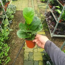 떡갈고무나무 소품 공기정화식물 10~30cm 28