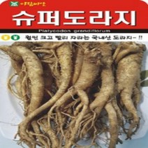 AR 슈퍼 도라지 소포장 1000립 도라지 씨앗