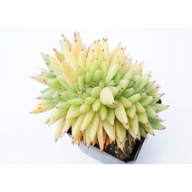 [골드마리아철화 0530] 홈가드닝 코노피튬 관엽 분재 선인장 키우기쉬운 아프리카 다육이 공기정화식물 특이한 귀여운 예쁜 희귀한 키우기쉬운 인테리어 생일 승진 개업선물