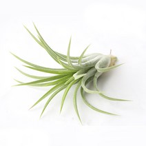 틸란드시아 소 5cm 내외 - (먼지먹는 식물), 1개
