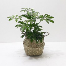 홍콩야자(소) 해초바구니 관엽식물 실내인테리어식물, 단품, 단품