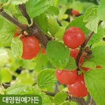 뿌리묘) 앵두나무 접목1년, 01. 앵두나무-접목1년