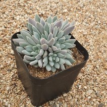 [다육식물]해밀턴(군생), 1개