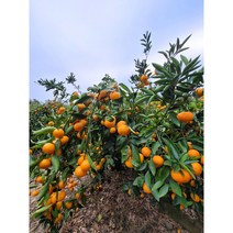 제주감귤5kg 달콤한 최상품 로얄과만 선별발송 /제주큰수산 농수산, 1박스