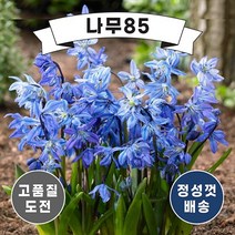 (나무85) 실라 구근 5개묶음, 실라(알바) 5개묶음