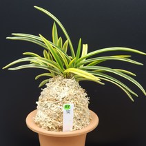 풍란 부귀란 신세계난농원/ 87 취보 翠宝 Suiho