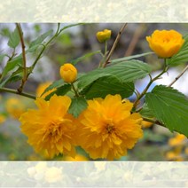 황매화 80cm 노란 꽃 죽단화 죽도화 포트 1개 화분 묘목