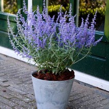 꽃무리농원 [초화]러시안세이지 3개셋트, 3개