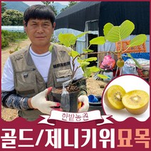 골드키위 제니키위 묘목 모음 2년생 3년생 과실수 유실수 원예 가드닝, 레드키위2년생화분묘