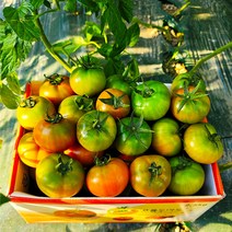 농협인증 짭짤한 부산 대저 짭짤이 토마토﻿, 2.대저토마토 2.5kg(중과)