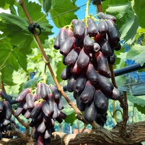 영천 블랙사파이어 1.5kg (특품) 2송이 껍질째 먹는 씨없는포도, 단품