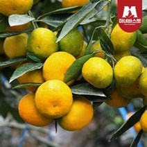 마녀바스켓 [마녀바스켓] 제주도 조생 감귤 4.5kg_소과(2S~S), 1