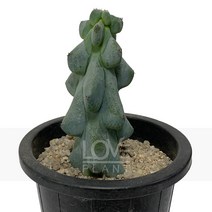 [꽃사랑식물나라] 복록용신목(용비) 선인장 공기정화식물 식물키우기, 1개