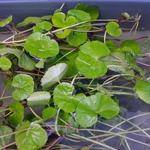 수초 아마존 치도메구사 3촉 (코타일)