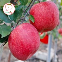 A[공주네농장] 새벽이슬맺힌 안동꿀사과 ~할인특가판매 행사중~, 1박스, 03. 가정용 흠과 2KG / 대과