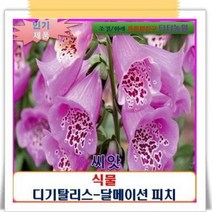 희귀 씨앗 디기탈리스-달메이션 피치(중소형) 20립-SF, 단품