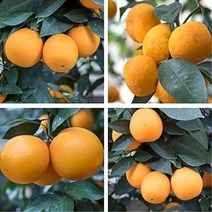 3년생묘목 한라봉 레드향 오렌지 황금향 천혜향 레몬 낑깡(금귤), 3년생 레드향