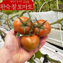 전남 화순 유럽종 국산 완숙찰토마토 GAP인증 산지직송 스마트팜 2kg 5kg 10kg 23년 2월제철 햇찰토마토, 2kg 정품
