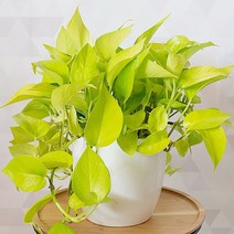 [관엽식물]스킨답서스(레몬옐로)