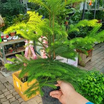 40~70cm 149 아라우카리아 겨울식물 중대품 크리스마스, 1개