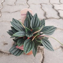가홈플라워 에덴로소 페페 필레아페페 반려식물 수입식물 희귀식물