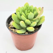 인플랜츠팜 샹그릴라 다육 반려식물 농장직영 배송