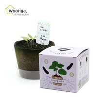 우리가스토리 미니화분키우기 꽃 화초 공기정화식물 새싹 허브 텃밭 화분, 1개, 팜팜농장_가지
