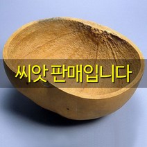 바가지박 씨앗 박씨앗 바가지박씨앗 박 큰박 10알, 1개