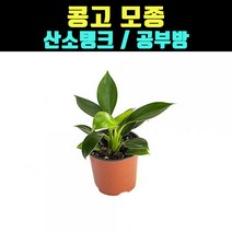 곰빵몰 콩고 모종 실내공기정화식물 공부방 침실