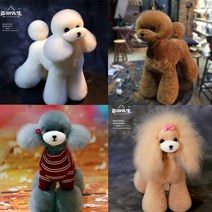 애견미용학원 레슨용 연습모 위그털 교육과정 애견샵, 모델 없는 회색 테디 헤어