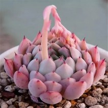 용설란 아로마 테라피 향기로운 식물 여러 가지 빛깔의 다육 향 초 50 개, 08 8