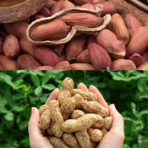 23년 예천 햇 피땅콩 껍질 까지않은 생땅콩 토종 국산 1kg 땅콩