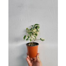 칼라벤자민 소품 10~30cm 25