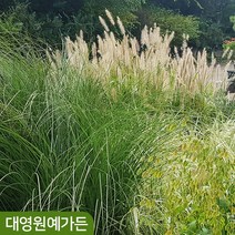 그라스 파니쿰 속새 수크령 억새 갈대 팜파스 야생화 가을꽃, 03. 팜파스 7치포트, 1개