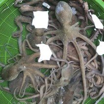 생물 산낙지 탕탕이용 활 낙지, 1마리, 산낙지 대 1마리 (200-300g)