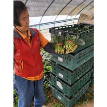 솔이네야채가게 직영 농장 시금치 1KG, 1개