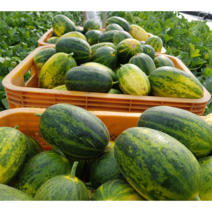 허가네 성산 메론 파파야메론 산지직송, 파파야 메론 5kg, 1개