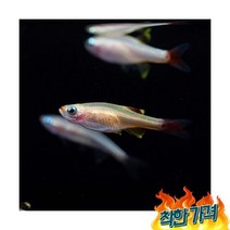 키우기쉬운 입문용 초보 백운산 s물고기 키우기