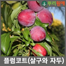 플럼코트 (살구와 자두의 만남) 샤이니 1년생 묘목 1주 hsc