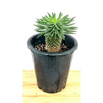 [골든플랜트] 괴마옥 중소품12센치포트 파인애플선인장 다육식물 인테리어식물, 1개