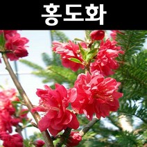 꽃복숭아(홍도화) 접목1년(뿌리) 1개/나무 묘목/활엽수/정원용