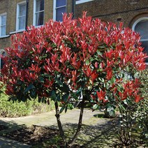 리서스원예 레드로빈 홍가시 울타리 꽃 나무 묘목 H0.3 전후 포트묘, 홍가시 레드로빈 포트묘