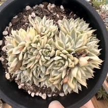 [해와달다육] 메비나금 다육이, 1개